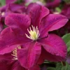 Roots Plants Clematis 'Warsaw Nike' | On A 90cm Cane In A 3L Pot