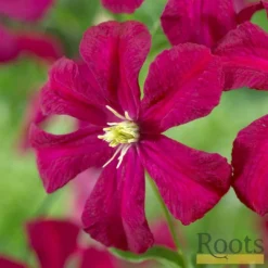 Roots Plants Clematis Viticella 'Madame Julia Corevon'| On A 90cm Cane In A 3L Pot