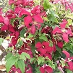 Roots Plants Clematis Viticella 'Madame Julia Corevon'| On A 90cm Cane In A 3L Pot