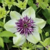 Roots Plants Clematis 'Vienetta' | On A 90cm Cane In A 3L Pot