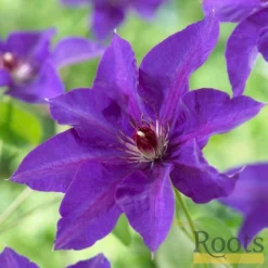 Roots Plants Clematis 'The President' | On A 90cm Cane In A 3L Pot