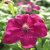 Roots Plants Clematis 'Rouge Cardinal' | On A 90cm Cane In A 3L Pot