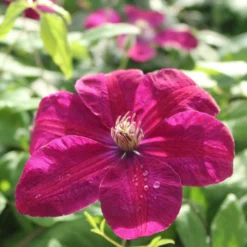 Roots Plants Clematis 'Rouge Cardinal' | On A 90cm Cane In A 3L Pot