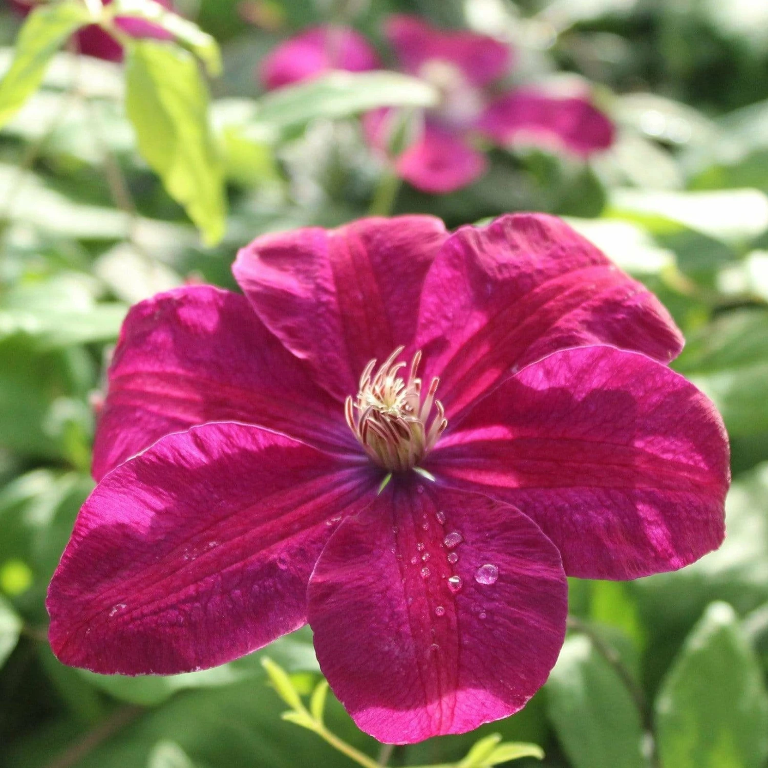 Roots Plants Clematis 'Rouge Cardinal' | On A 90cm Cane In A 3L Pot 3 Roots Plants Clematis 'Rouge Cardinal' | On A 90cm Cane In A 3L Pot