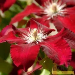 Roots Plants Clematis 'Rebecca' | On A 90cm Cane In A 3L Pot