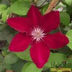 Roots Plants Clematis 'Rebecca' | On A 90cm Cane In A 3L Pot