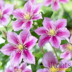 Roots Plants Clematis 'Piilu' On A 90cm Cane In A 3L Pot