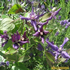 Roots Plants Clematis 'Petit Faucon' On A 90cm Cane In A 3L Pot