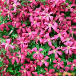 Roots Plants Clematis 'Niobe' | On A 90cm Cane In A 3L Pot