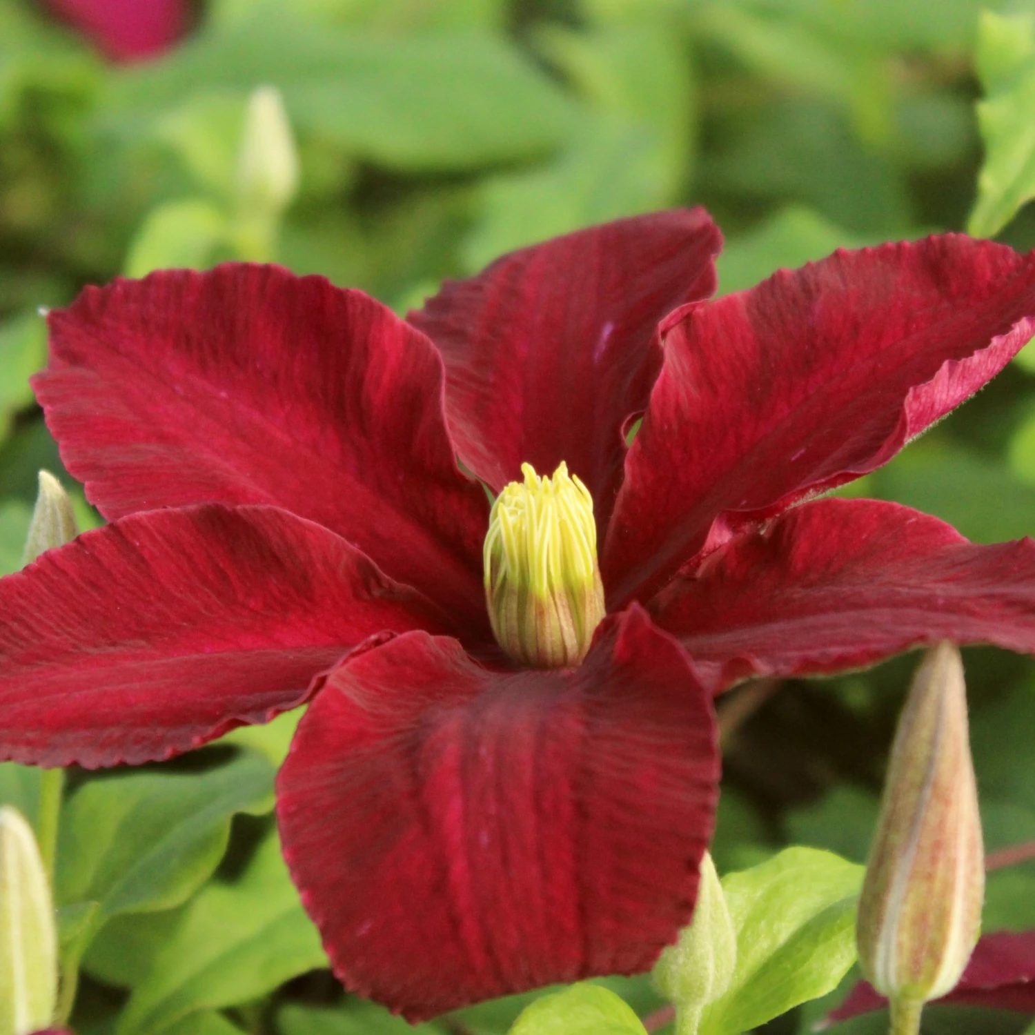 Roots Plants Clematis 'Niobe' | On A 90cm Cane In A 3L Pot 3 Roots Plants Clematis 'Niobe' | On A 90cm Cane In A 3L Pot