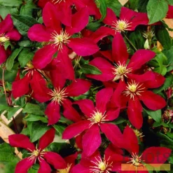 Roots Plants Clematis 'Niobe' | On A 90cm Cane In A 3L Pot 8 Roots Plants Clematis 'Niobe' | On A 90cm Cane In A 3L Pot