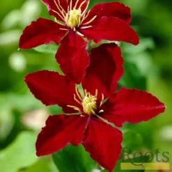 Roots Plants Clematis 'Niobe' | On A 90cm Cane In A 3L Pot 9 Roots Plants Clematis 'Niobe' | On A 90cm Cane In A 3L Pot