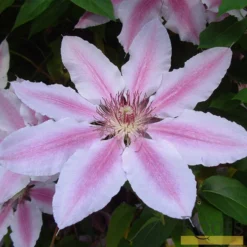 Roots Plants Clematis 'Nelly Moser' | On A 90cm Cane In A 3L Pot