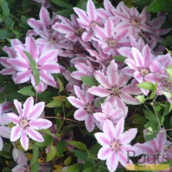 Roots Plants Clematis 'Nelly Moser' | On A 90cm Cane In A 3L Pot