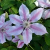 Roots Plants Clematis 'Nelly Moser' | On A 90cm Cane In A 3L Pot