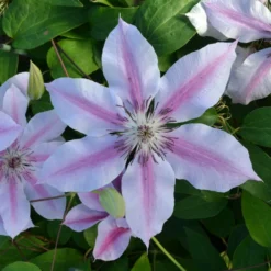 Roots Plants Clematis 'Nelly Moser' | On A 90cm Cane In A 3L Pot