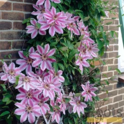 Roots Plants Clematis 'Nelly Moser' | On A 90cm Cane In A 3L Pot