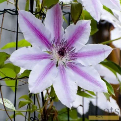 Roots Plants Clematis 'Nelly Moser' | On A 90cm Cane In A 3L Pot