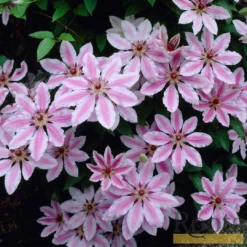Roots Plants Clematis 'Nelly Moser' | On A 90cm Cane In A 3L Pot