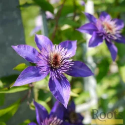 Roots Plants Clematis 'Multi-Blue' | On A 90cm Cane In A 3L Pot