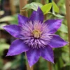 Roots Plants Clematis 'Multi-Blue' | On A 90cm Cane In A 3L Pot