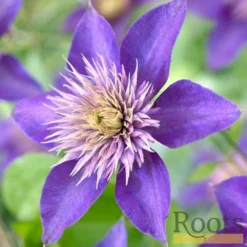 Roots Plants Clematis 'Multi-Blue' | On A 90cm Cane In A 3L Pot