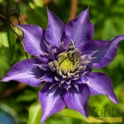 Roots Plants Clematis 'Multi-Blue' | On A 90cm Cane In A 3L Pot