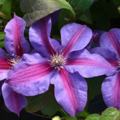 Roots Plants Clematis 'Mrs Norman Thompson' | On A 90cm Cane In A 3L Pot