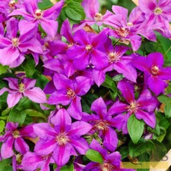 Roots Plants Clematis 'Mrs Norman Thompson' | On A 90cm Cane In A 3L Pot