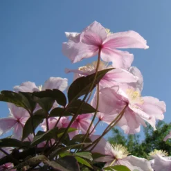 Roots Plants Clematis 'Montana Mayleen' | On A 90cm Cane In A 3L Pot