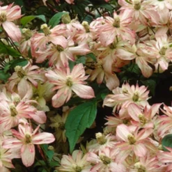 Roots Plants Clematis 'Montana Marjorie' | On A 90cm Cane In A 3L Pot 7 Roots Plants Clematis 'Montana Marjorie' | On A 90cm Cane In A 3L Pot