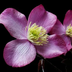 Roots Plants Clematis 'Montana Elizabeth' | On A 90cm Cane In A 3L Pot