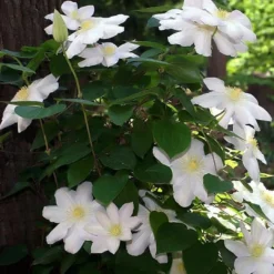 Roots Plants Clematis 'Marie Boisselot' | On A 90cm Cane In A 3L Pot