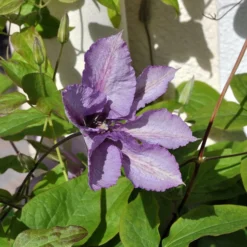 Roots Plants Clematis 'Margaret Hunt' | On A 90cm Cane In A 3L Pot