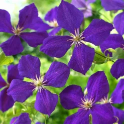 Roots Plants Clematis 'Jackmanii Superba' | On A 90cm Cane In A 3L Pot