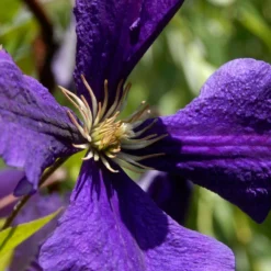 Roots Plants Clematis 'Jackmanii Superba' | On A 90cm Cane In A 3L Pot