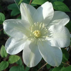 Roots Plants Clematis 'Guernsey Cream' | On A 90cm Cane In A 3L Pot