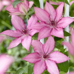 Roots Plants Clematis 'Giselle' | On A 90cm Cane In A 3L Pot