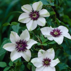 Roots Plants Clematis 'Florida Sieboldii' | On A 90cm Cane In A 3L Pot