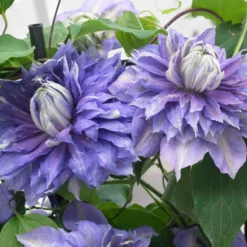 Roots Plants Clematis 'Diamantina' | On A 90cm Cane In A 3L Pot