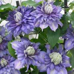 Roots Plants Clematis 'Diamantina' | On A 90cm Cane In A 3L Pot