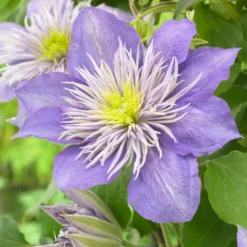 Roots Plants Clematis 'Crystal Fountain' | On A 90cm Cane In A 3L Pot