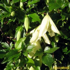 Roots Plants Clematis Cirrhosa 'Ourika Valley' | On A 90cm Cane In A 3L Pot
