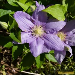 Roots Plants Clematis 'Cezanne' | On A 90cm Cane In A 3L Pot