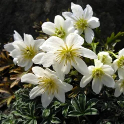 Roots Plants Clematis 'Cartmanii Joe' | On A 90cm Cane In A 3L Pot