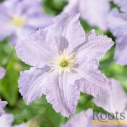 Roots Plants Clematis 'Blue Angel' | On A 90cm Cane In A 3L Pot