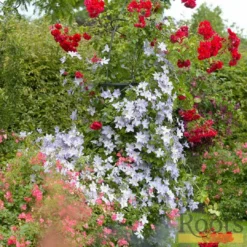 Roots Plants Clematis 'Blue Angel' | On A 90cm Cane In A 3L Pot