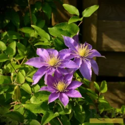 Roots Plants Clematis 'Bijou' | On A 90cm Cane In A 3L Pot