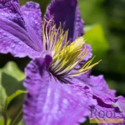 Roots Plants Clematis 'Bijou' | On A 90cm Cane In A 3L Pot