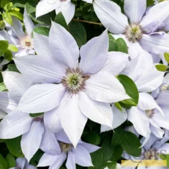 Roots Plants Clematis 'Bernadine' | On A 90cm Cane In A 3L Pot